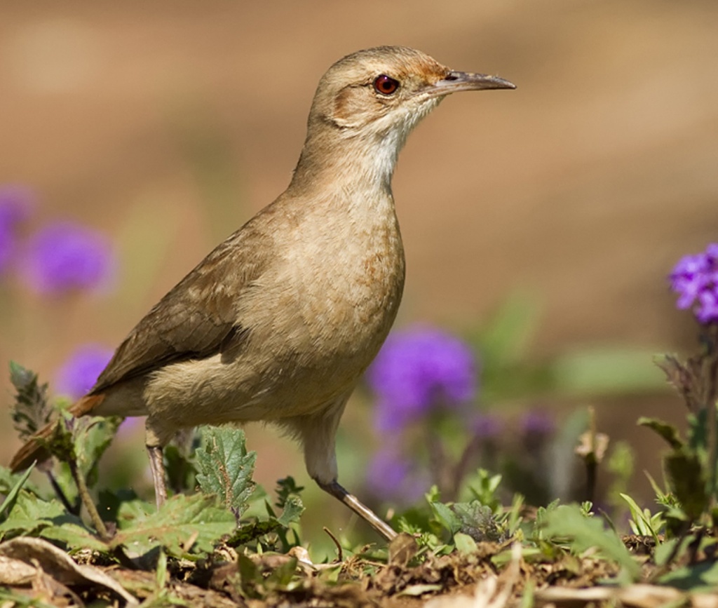 521_Hornero_-_Furnarius_rufus_-_Rufous_Hornero_01_-_RMJ-1024x867